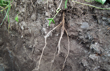 accompagnement agricole